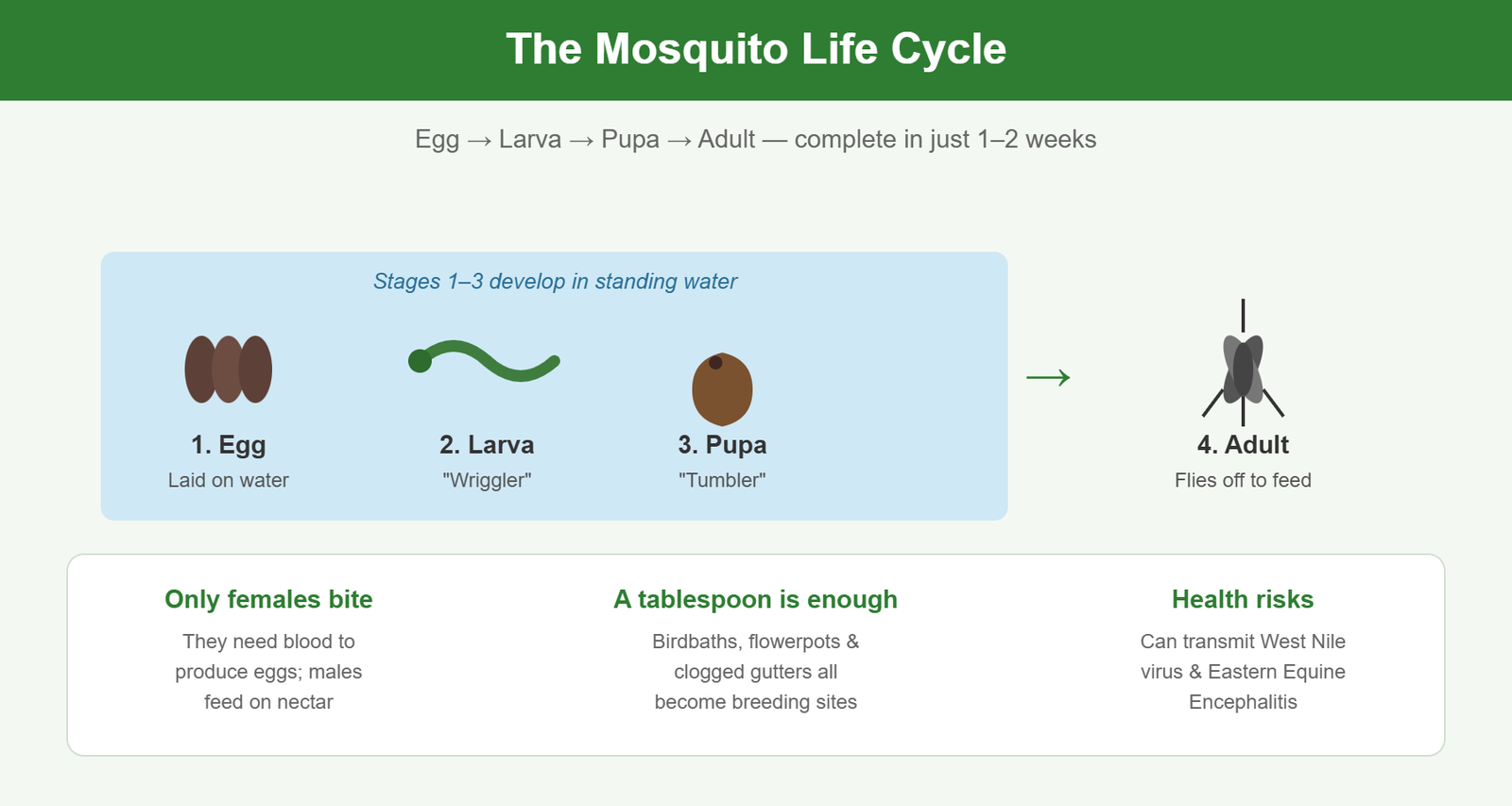 Mosquito life cycle infographic