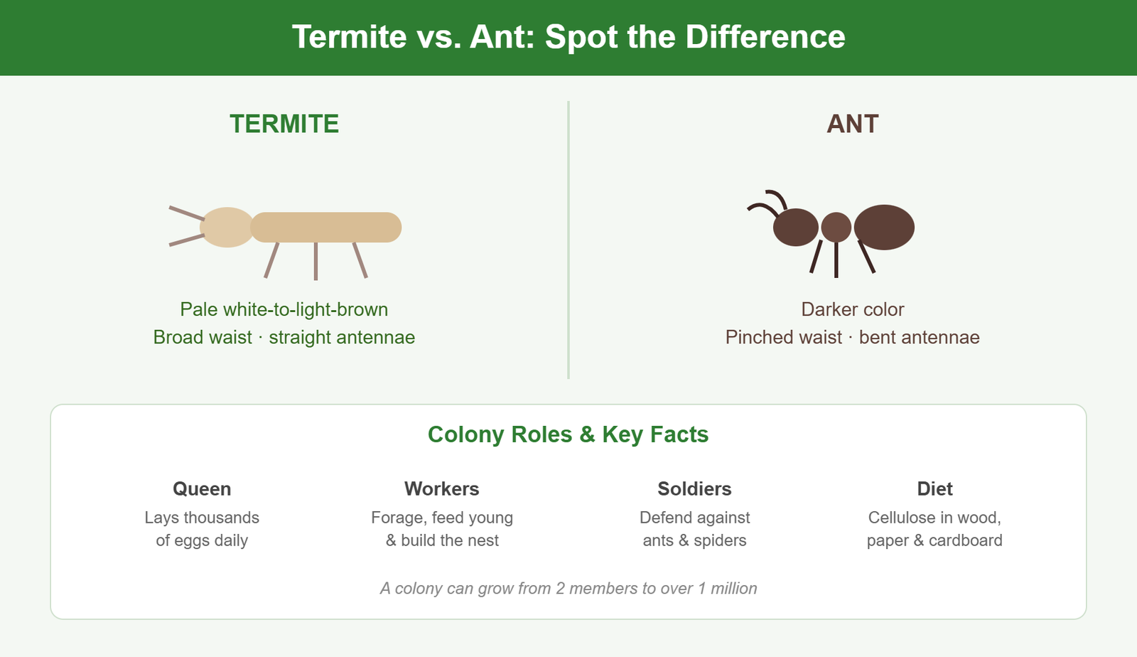Termite vs ant identification infographic